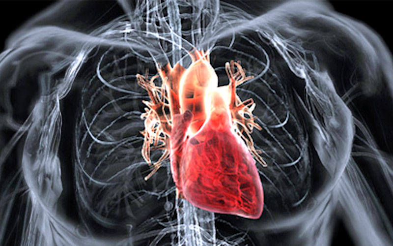 Heart
